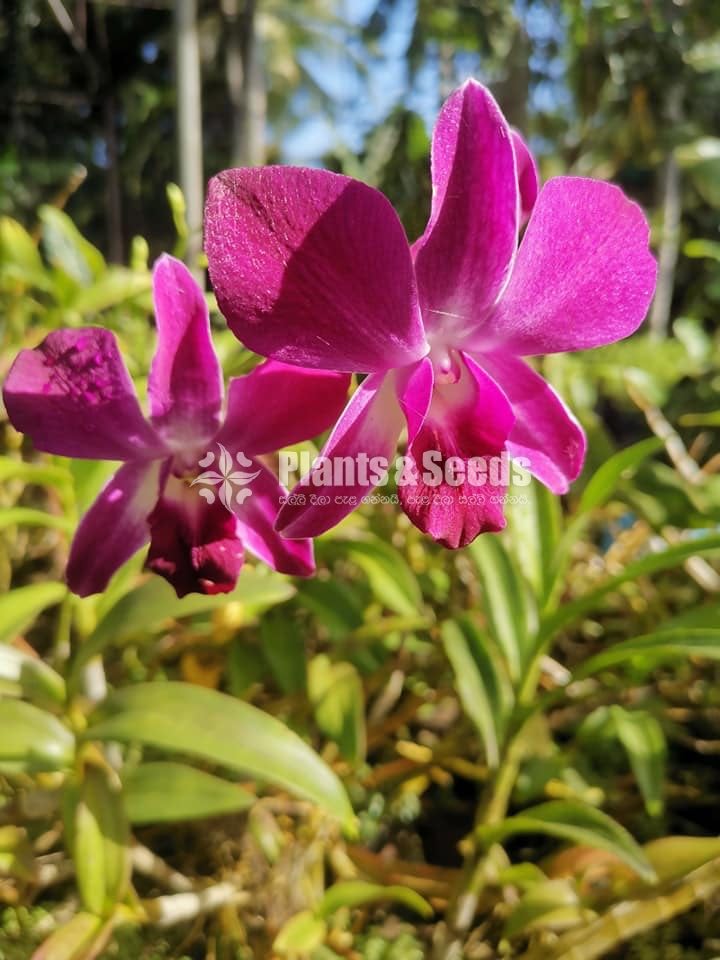 Orchids
