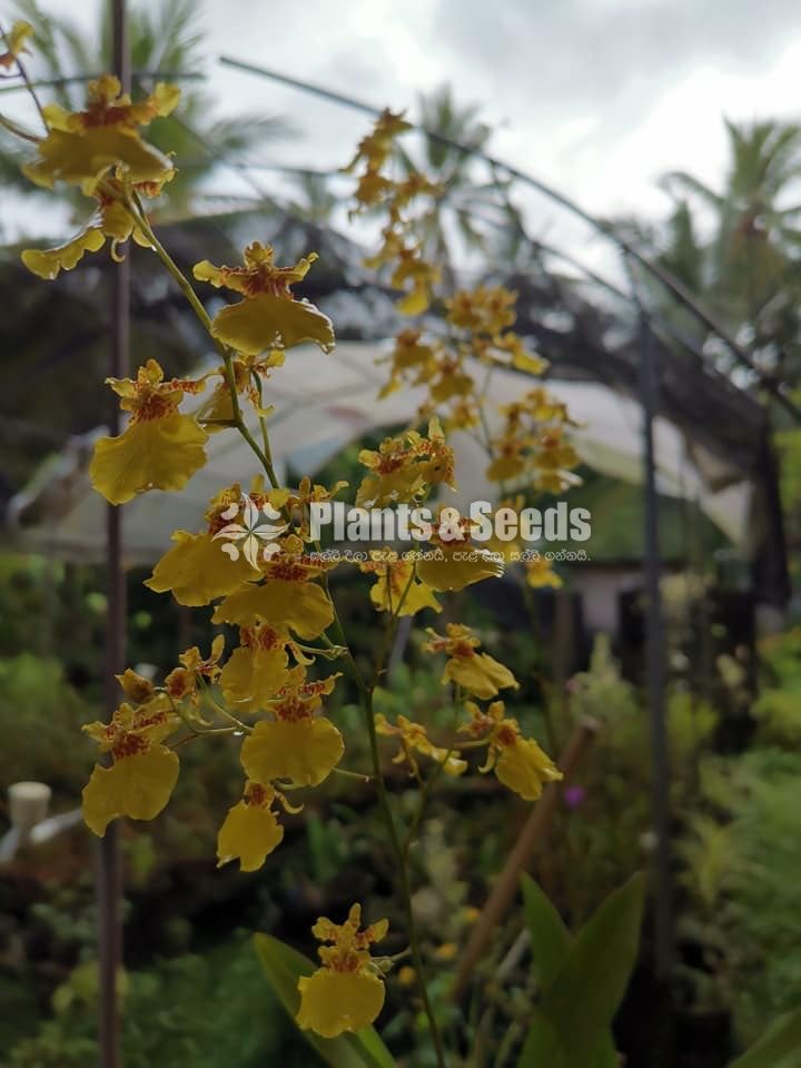 Orchids