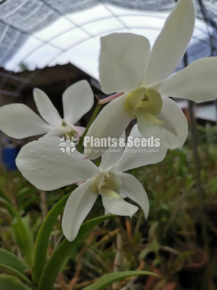 Orchids