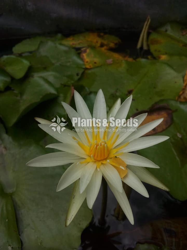 Water Plants