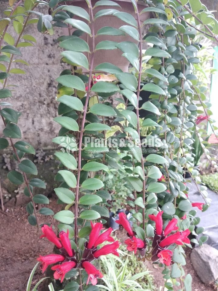 Lipstick hanging plants