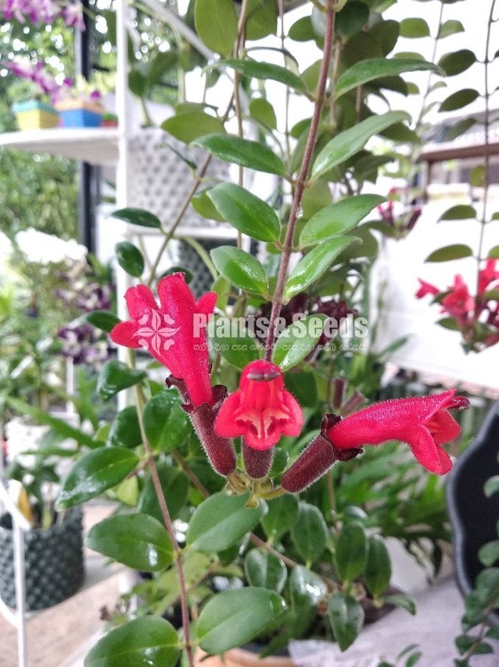Lipstick hanging plants