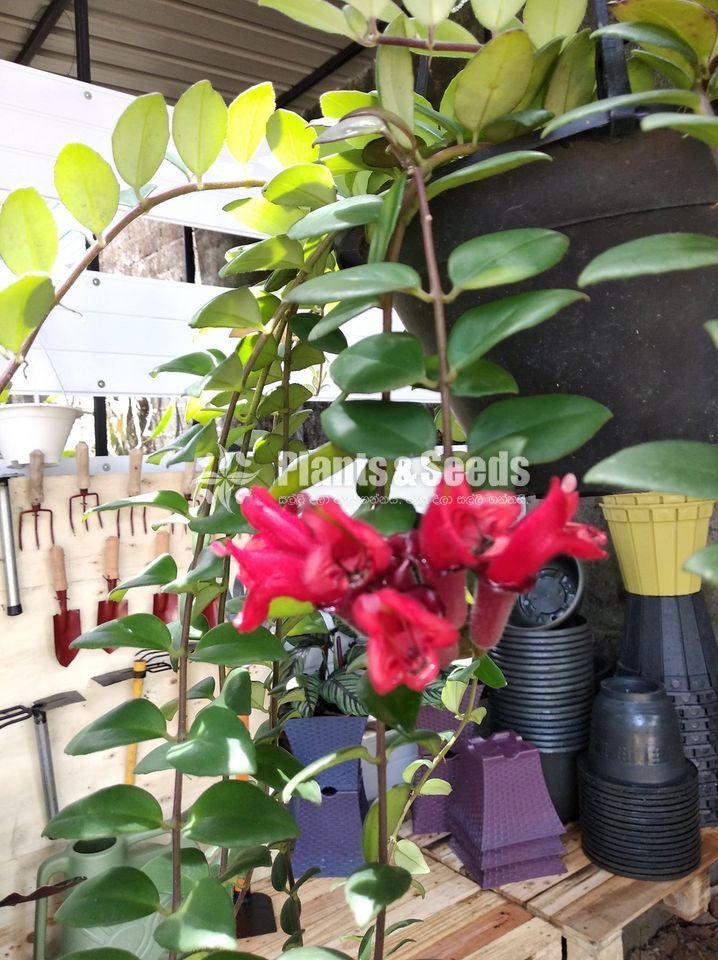 Lipstick hanging plants