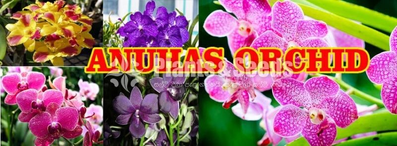 Orchid Training Workshop
