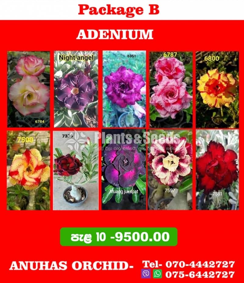 Adenium 10 Plants Package 