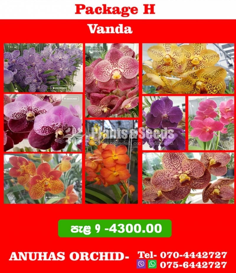 Vanda Special Package-4300