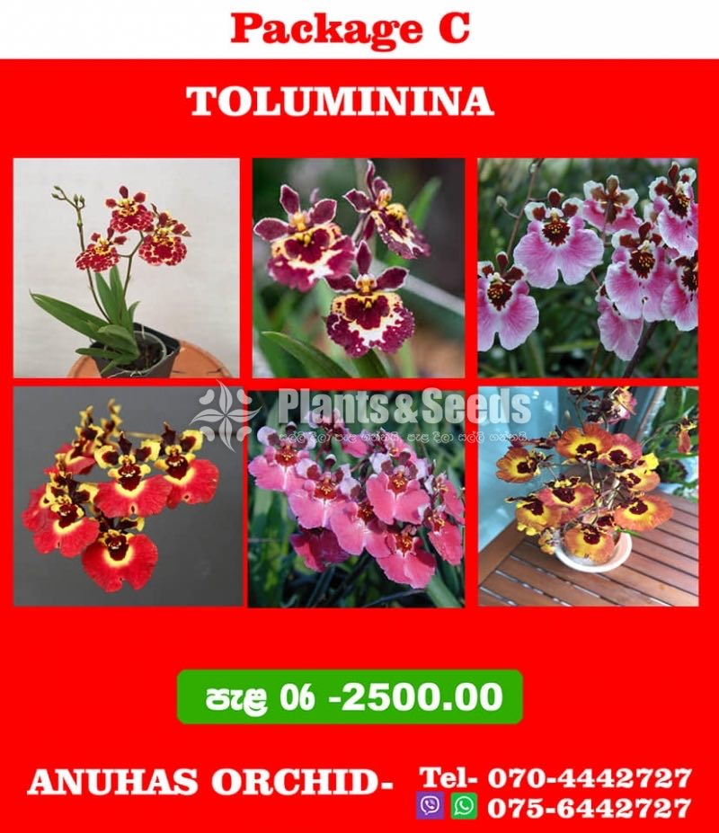Toluminina Special Package-2500