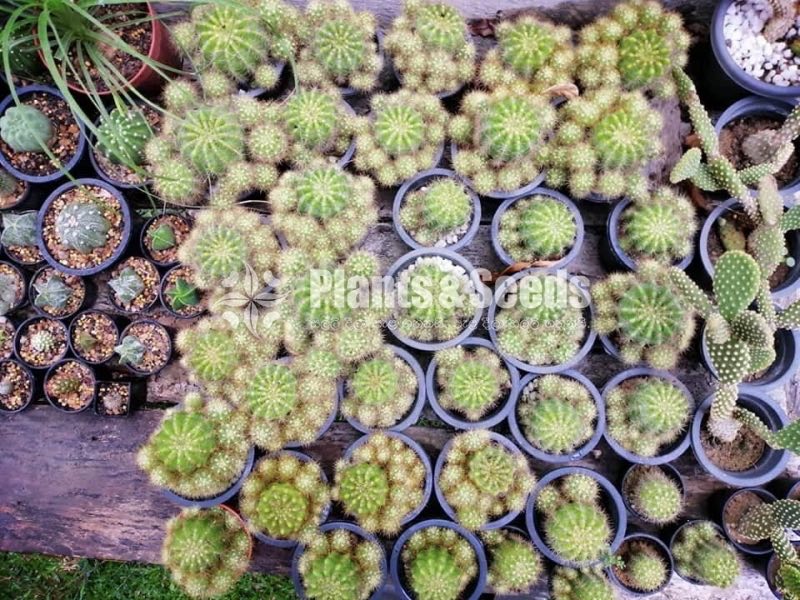 Cactus