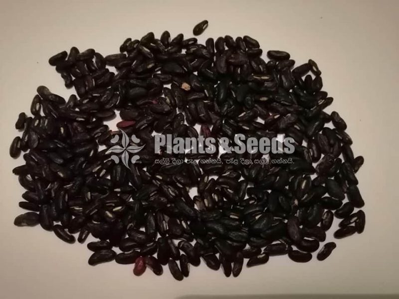  හවරි මෑ(Hawari Ma)
