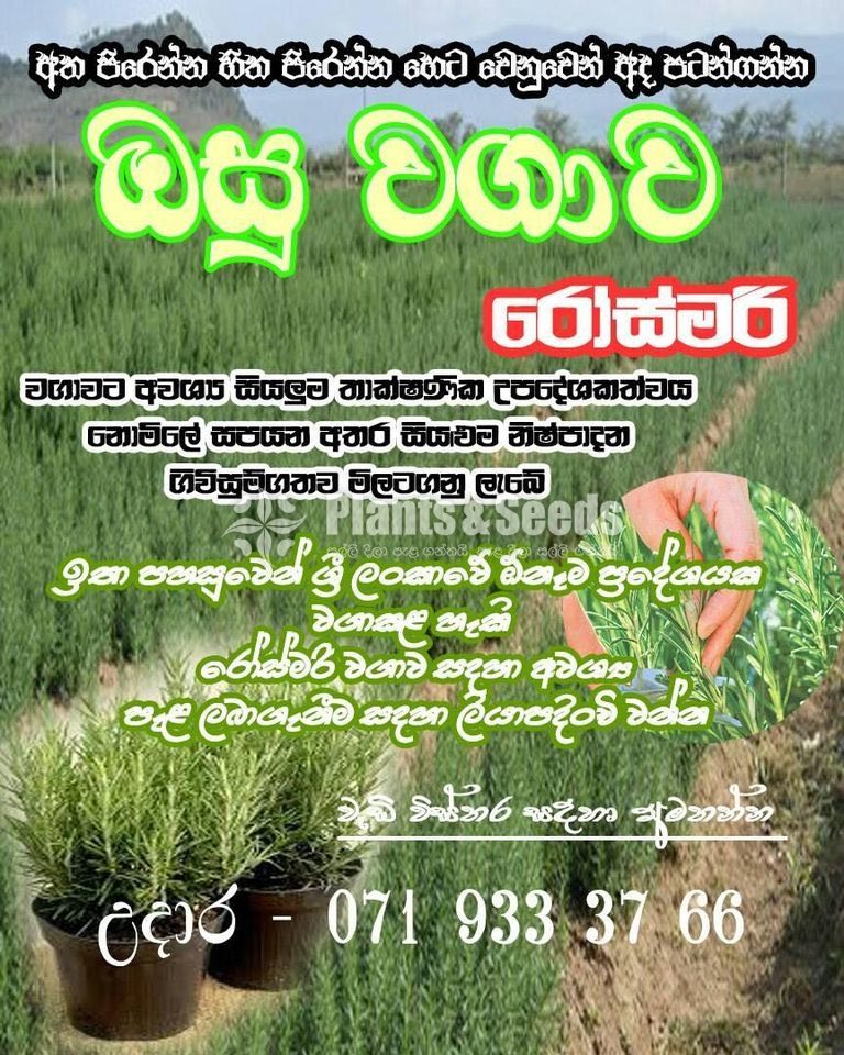 Rosemary Planters(රෝස්මෙරි)