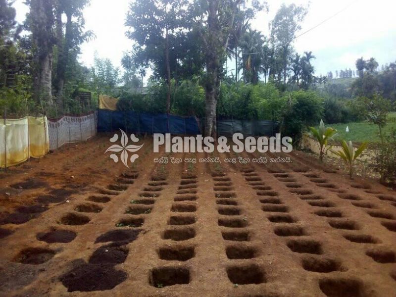 Rosemary Planters(රෝස්මෙරි)