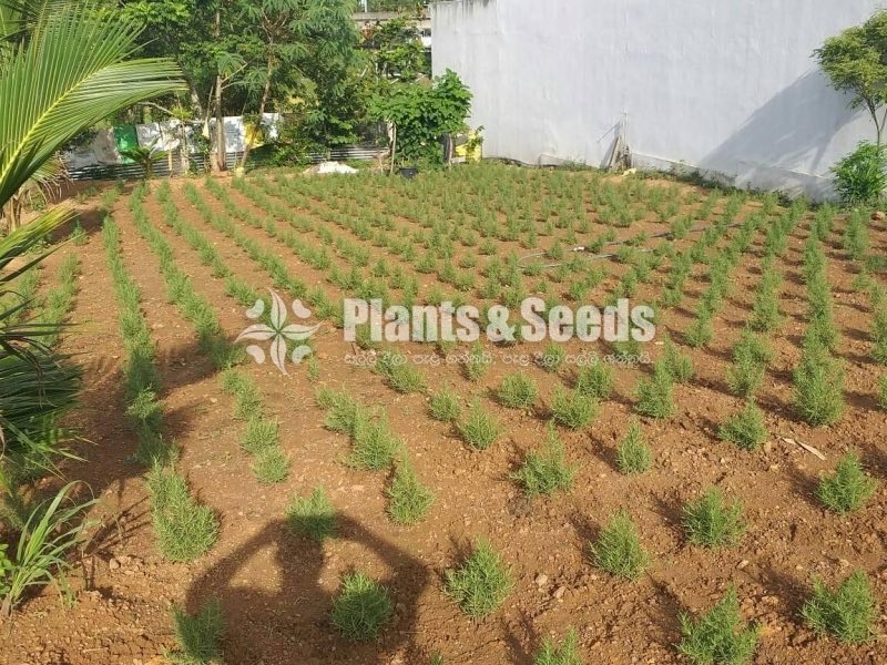 Rosemary Planters(රෝස්මෙරි)