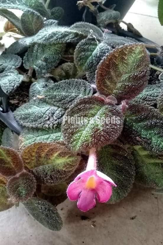 Episcias