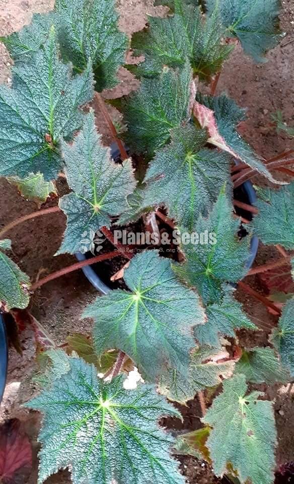 Bigonia