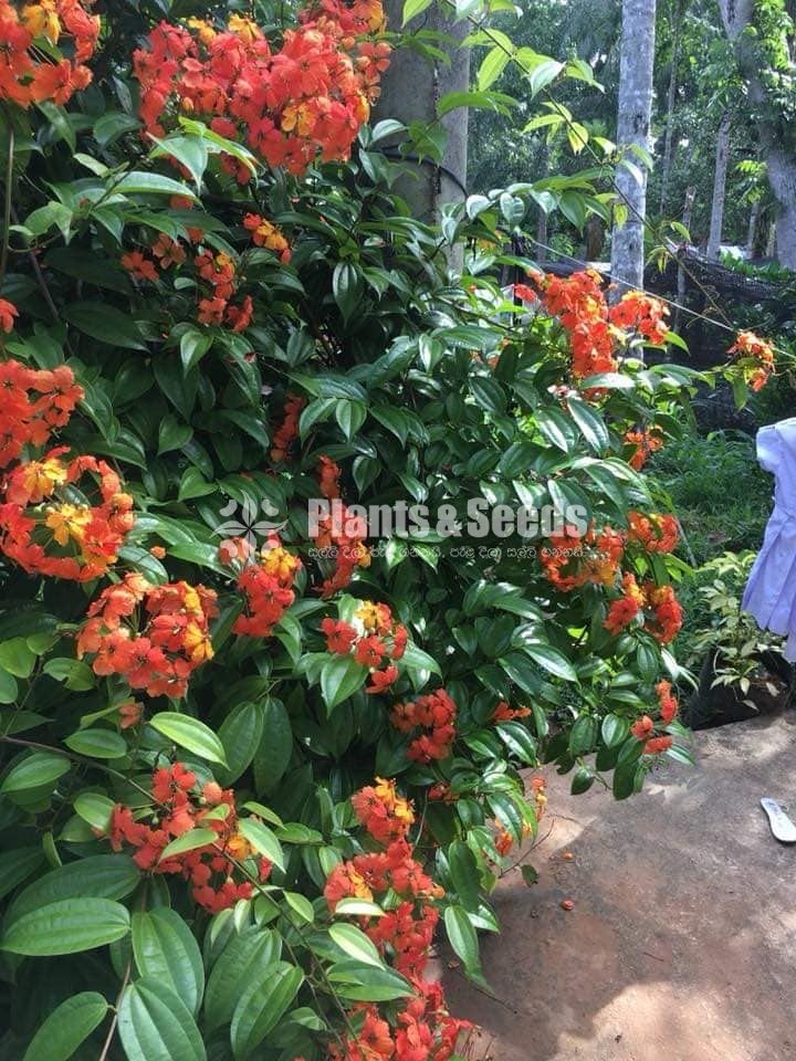 බහුමානියා(Bahumaniya)