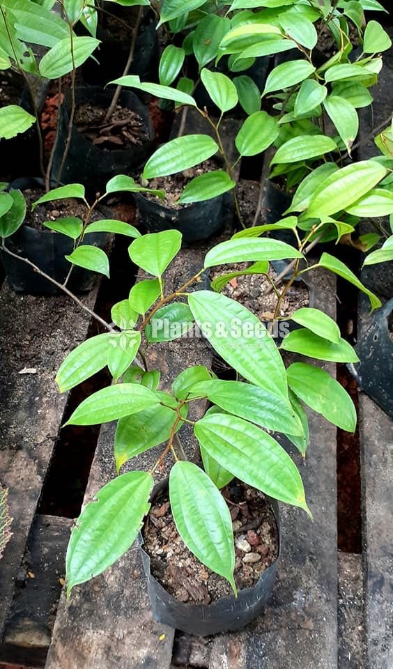 බහුමානියා(Bahumaniya)