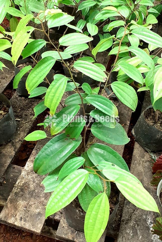 බහුමානියා(Bahumaniya)