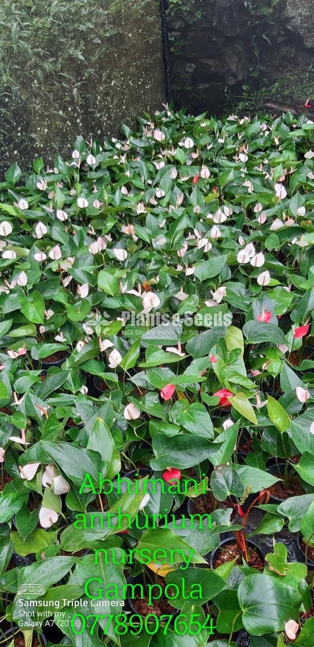 Anthurium 350