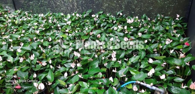 Anthurium 350