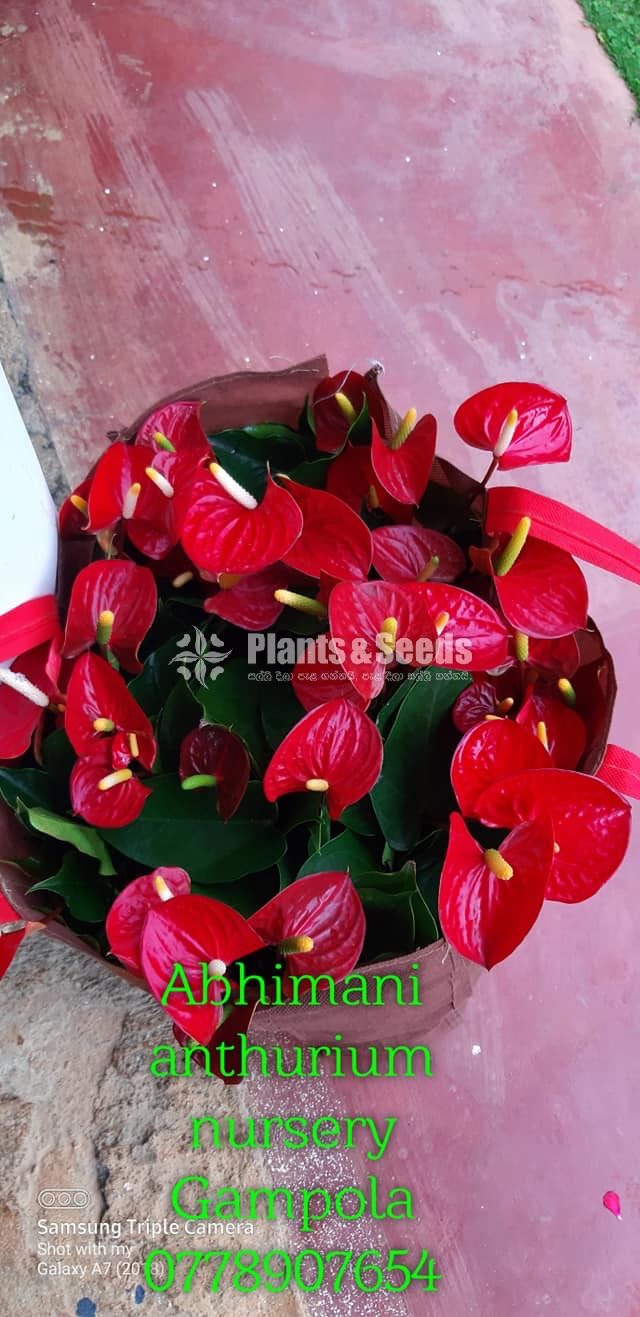 Anthurium 350