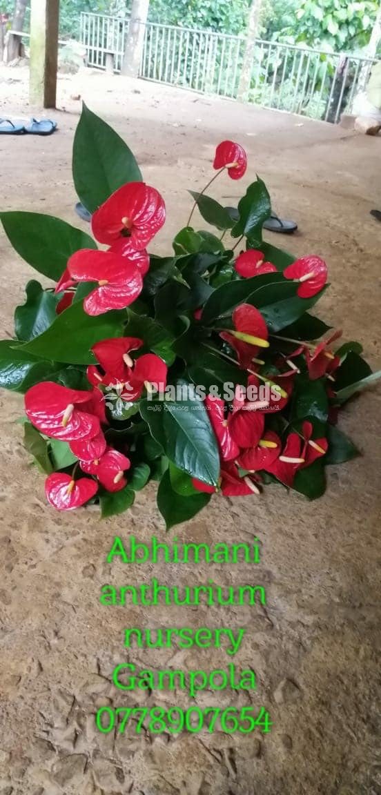 Anthurium 350