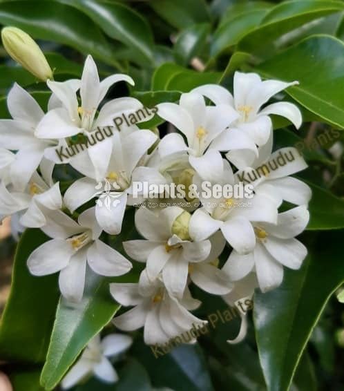 ඇක්ටේරියා(Akteria)