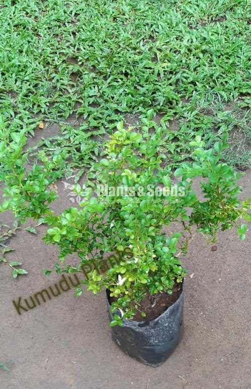 ඇක්ටේරියා(Akteria)