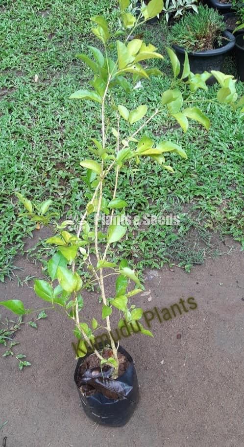 ඇක්ටේරියා(Akteria)