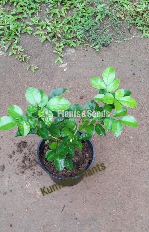 ඇක්ටේරියා(Akteria)