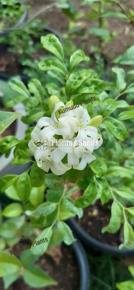ඇක්ටේරියා(Akteria)