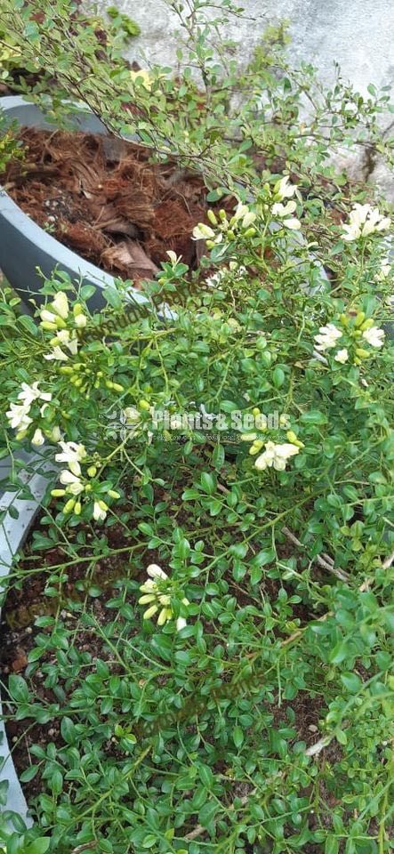 ඇක්ටේරියා(Akteria)