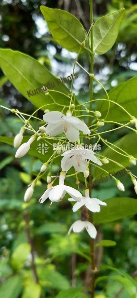 Flower Plant