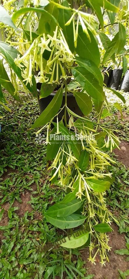 Flower Plant