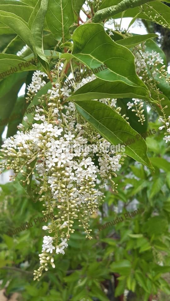 Raa Manamali (Fiddlewood)