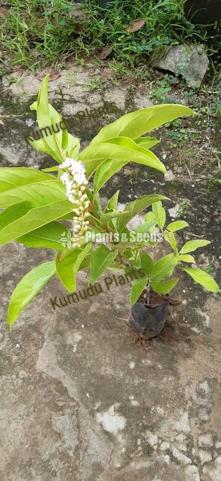 Raa Manamali (Fiddlewood)