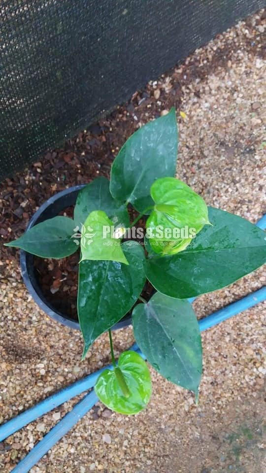 Anthurium 900