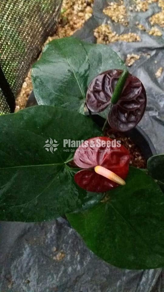 Anthurium 900
