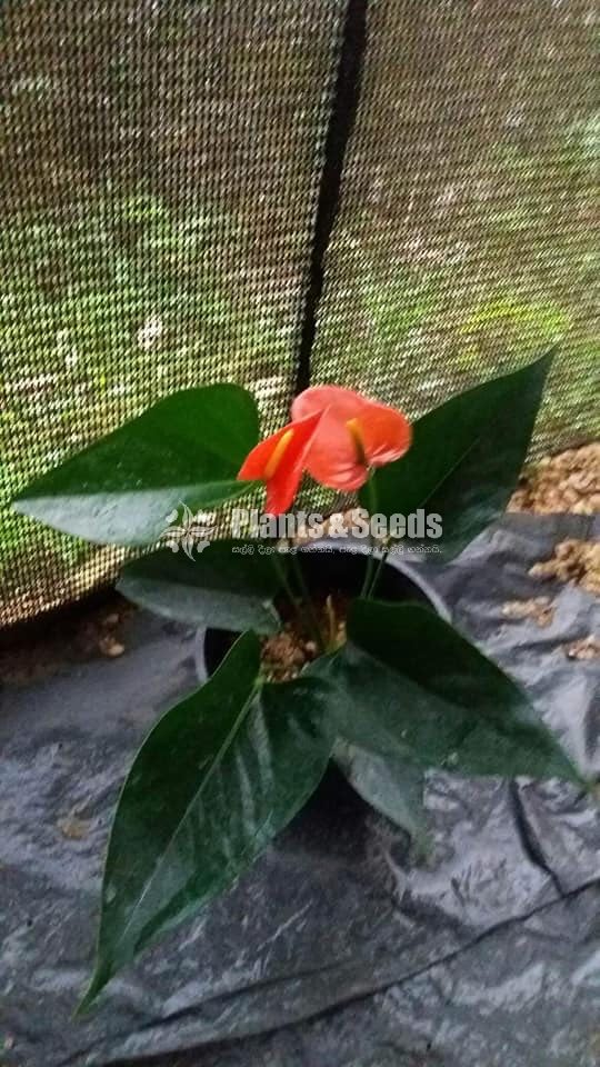 Anthurium 900