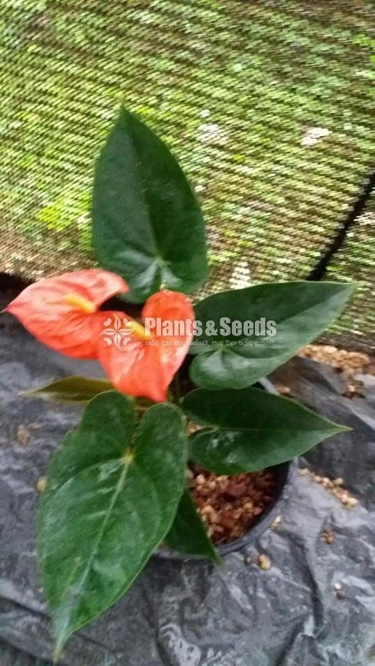 Anthurium 900