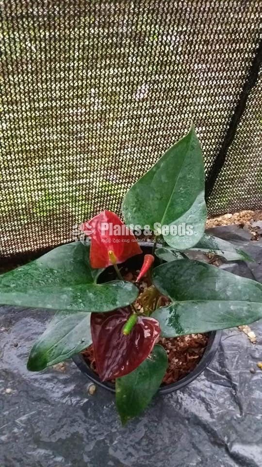 Anthurium 900