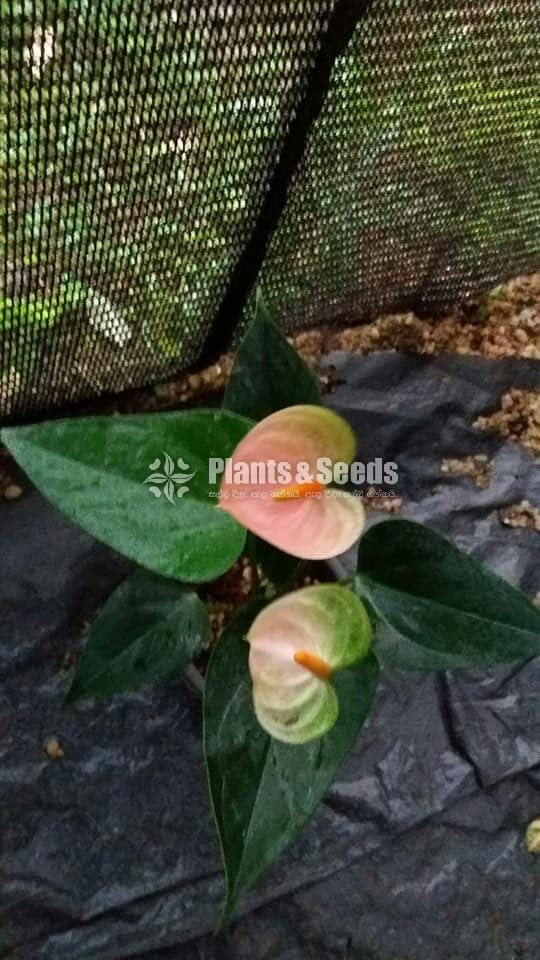 Anthurium 900