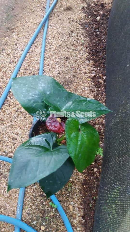 Anthurium 900