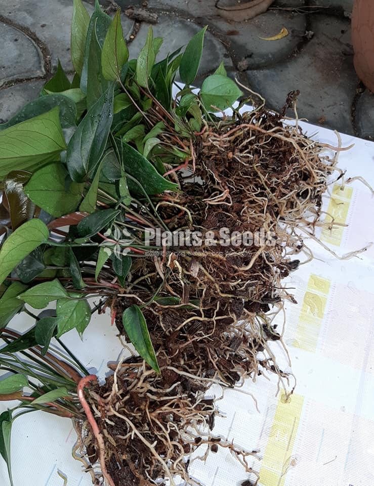 Seed Plant Anthurium