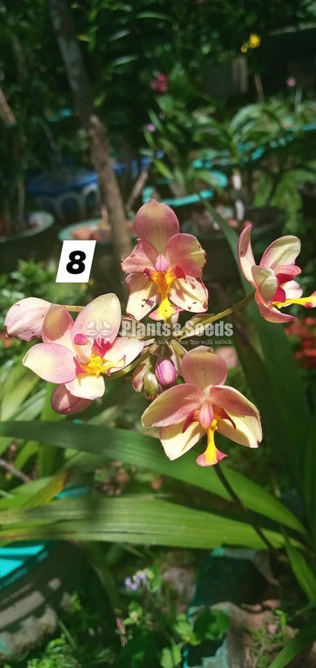 Orchids 