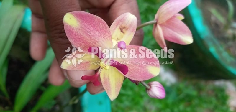 Orchids 