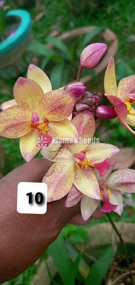 Orchids 