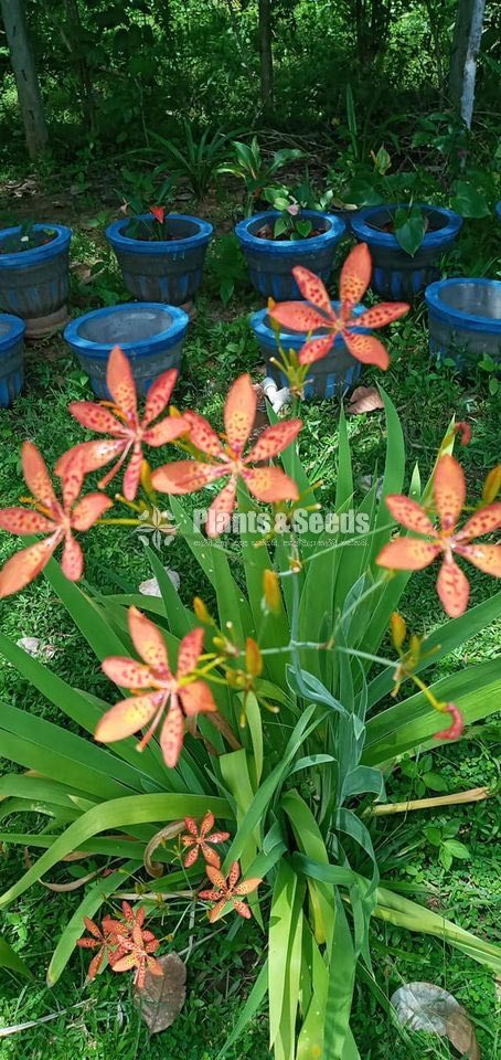 Orchids 