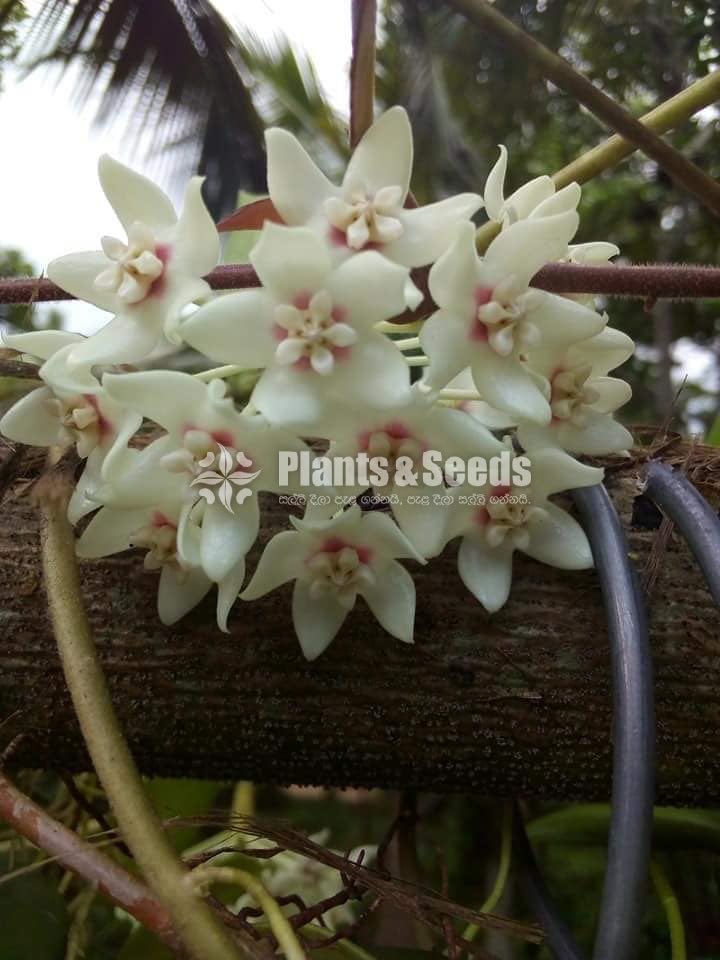Orchids 