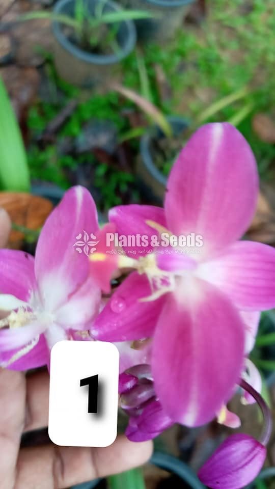 Orchids 