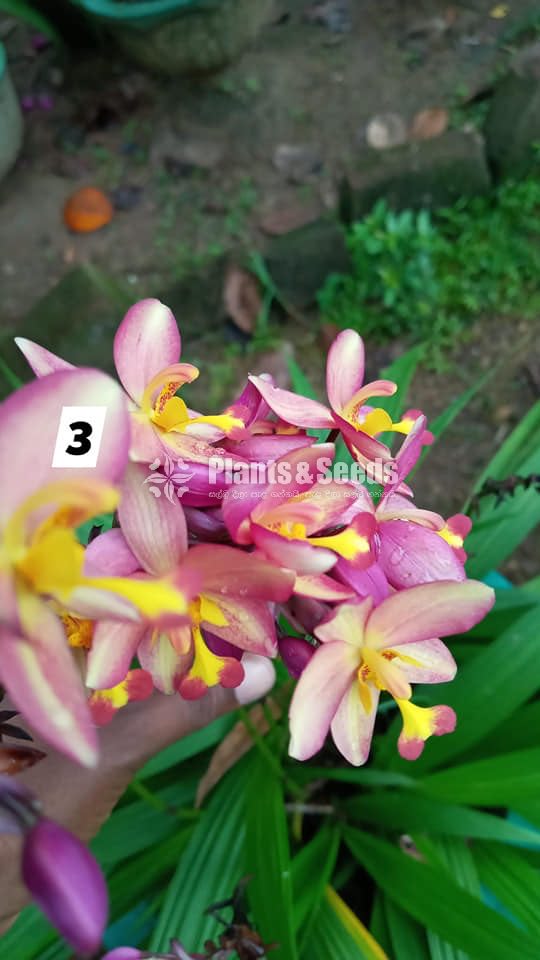 Orchids 
